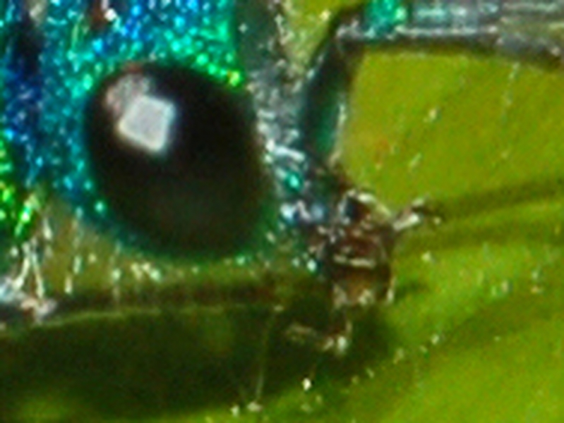 Chrysis inaequalis e Hedychrum rutilans (Chrysididae)